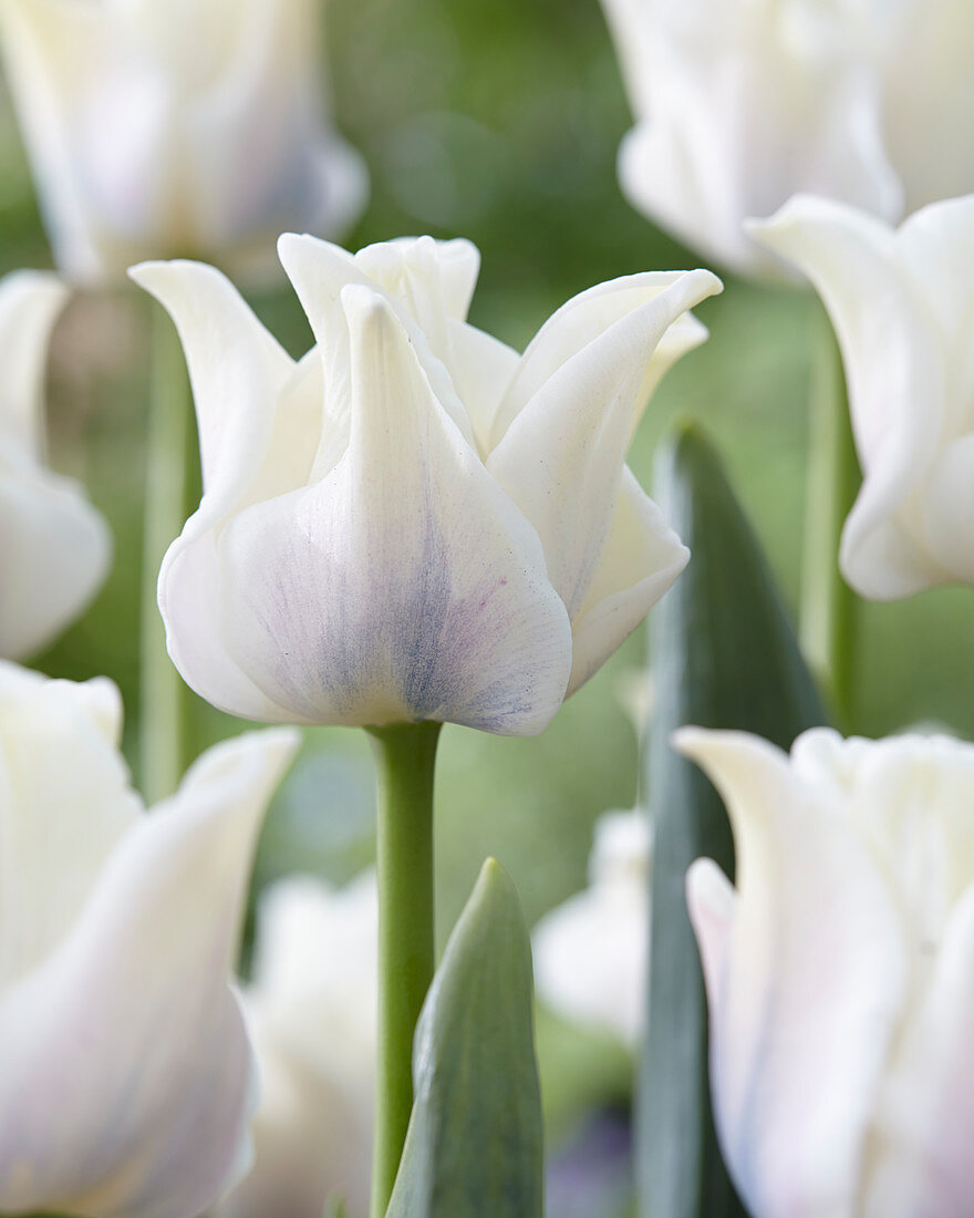 Тюльпан триумф Уайт Либерстар